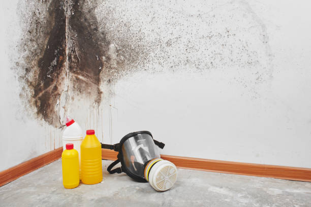 Best Home Mold Removal  in Senatobia, MS