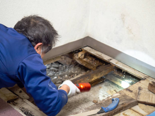 Best Professional Mold Removal  in Senatobia, MS