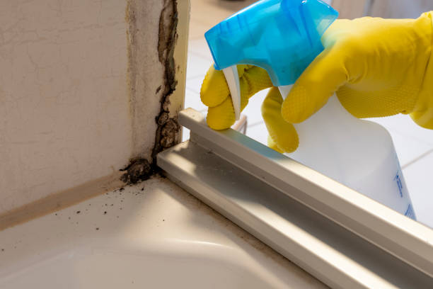 Best Certified Mold Removal  in Senatobia, MS