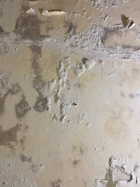 Best Mold Cleaning Services  in Senatobia, MS