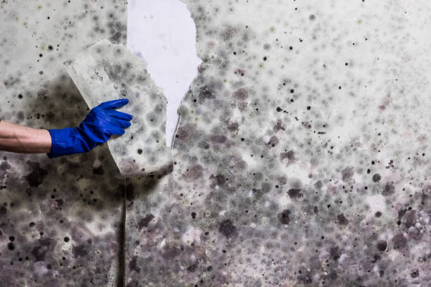 Best Toxic Mold Removal  in Senatobia, MS