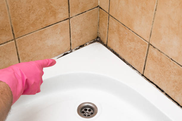 Best Attic Mold Removal  in Senatobia, MS